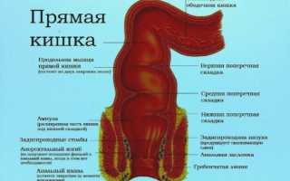 Ободочная кишка: отделы кишки, строение и функции органа