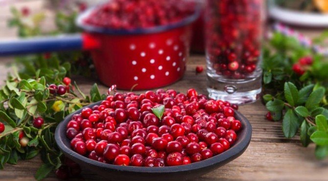 Народные рецепты из брусники обыкновенной