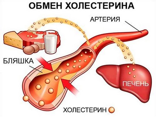 Антихолестериновая диета для женщин и мужчин