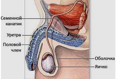 Причины везикулита