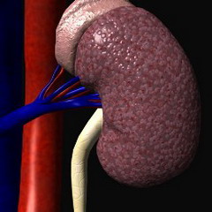 Инфаркт почки происходит в результате гибели почечной ткани