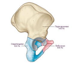 Лобковая кость Расположение лобковой кости у человека