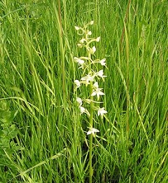 Любка двулистная В лекарственных целях используются корни любки двулистной