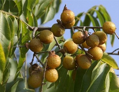 Мыльные орехи Дерево с мыльными орехами