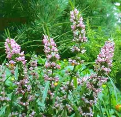 Пустырник Пустырник