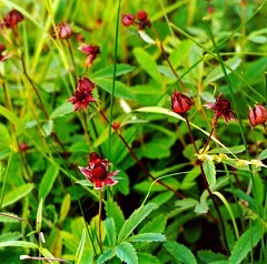 Сабельник болотный Сабельник болотный