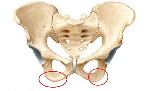 Седалищный бугор