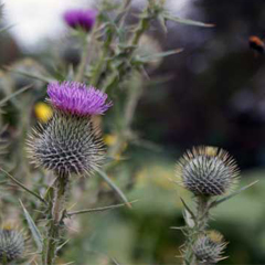 Татарник Татарник колючий