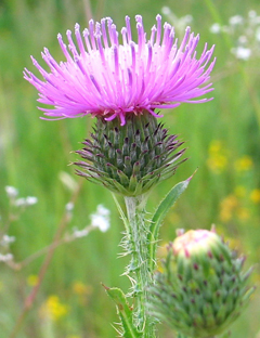 Татарник Цветы татарника